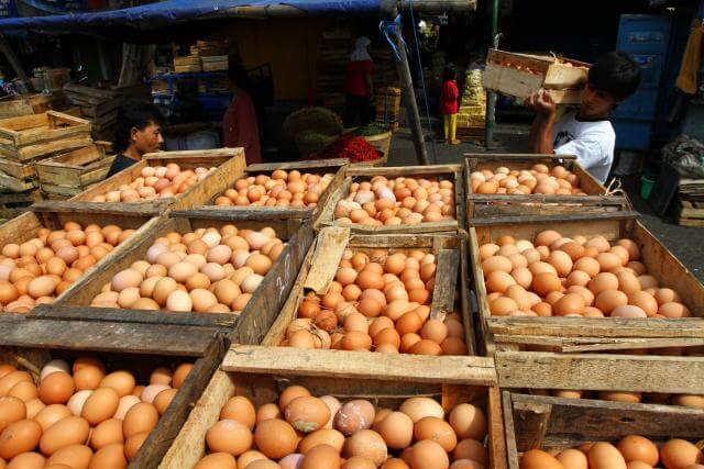 Harga Telur Ayam Ras Hari Ini Ardhi Borneo Gemilang 6621