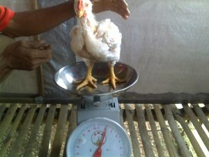 Berapa Banyak Ayam Broiler Berlebih Saat Ini? Kapan Harga Akan Pulih