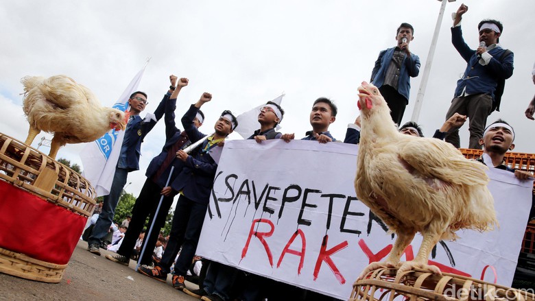 Harga Ayam Broiler Hari Ini | Ardhi Borneo Gemilang